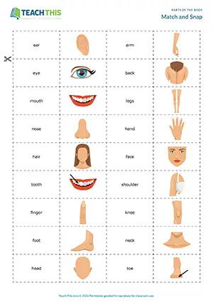 ESL Parts of the Body Games, beginner A1, pelmanism, matching, snap, pair work
