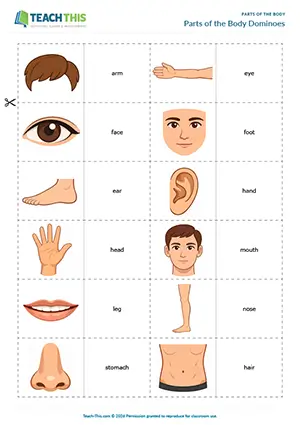 ESL Parts of the Body Game, beginner A1, matching, forming sentences, group work