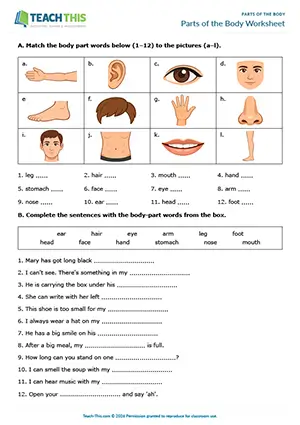 ESL Parts of the Body Worksheet, beginner A1, matching, gap-fill, controlled practice